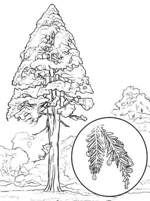 Раскраски Секвойя