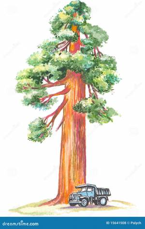 секвойя иллюстрация штока