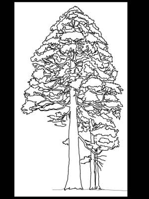 Сосна раскраска для детей