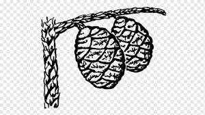 Дерево Гигантская секвойя Хвойное дерево шишка, дерево, монохромный, человек, гигантская секвойя png