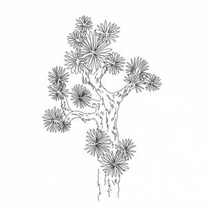 иллюстрация заводного дерева гигантская секвойя контур линии руки