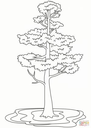 Раскраска сосна