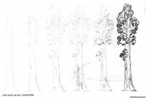 Высокие деревья в смешанном лесу