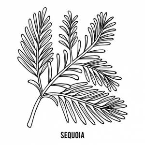 Книжка-раскраска для детей секвойя