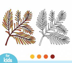Книжка-раскраска для детей, ветка секвойи