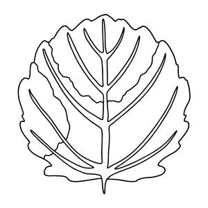 Раскраски листья деревьев