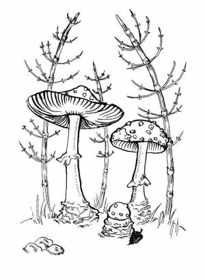 Раскраски Мухомор