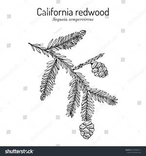 Coastal Redwood Sequoia Sempervirens State Tree
