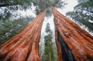 Секвойя Вечнозеленая,  красная