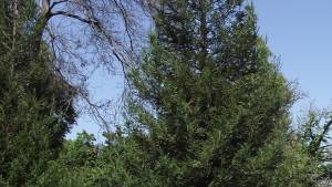 Sequoia sempervirens