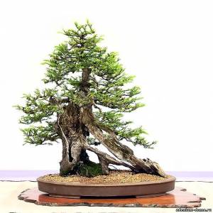 Секвойя Вечнозеленая,  красная