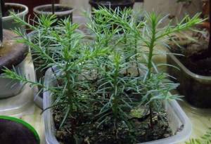 Секвойя Вечнозеленая,  красная