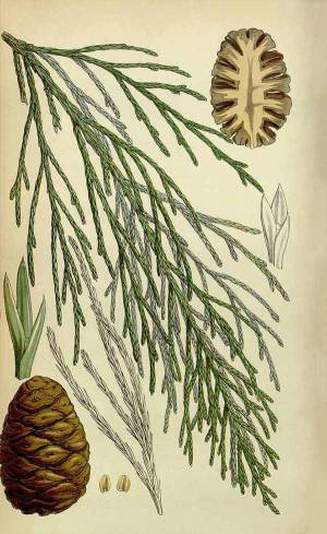 Секвойядендрон гигантский