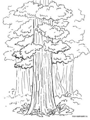 Раскраска Секвойя
