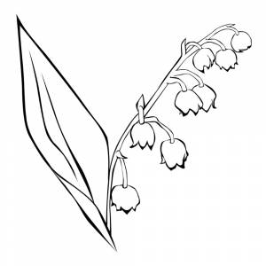 Раскраска Ландыш
