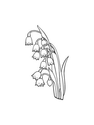 Раскраска цветок Ландыш