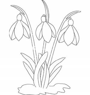 Раскраски Весенние цветы