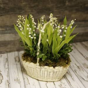 Корзина 15 импортных ландышей с корневой системой и мхом