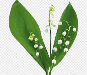 Ландыш рабочего стола, ландыш, лист, фотография, цветок png