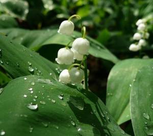 Картинки красивые ландыши на природе