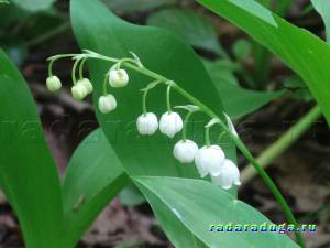 Тематическая неделя Весенние цветы