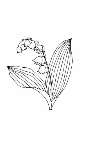 Ландыш раскраска для детей