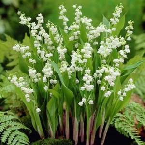 Ландыш майский