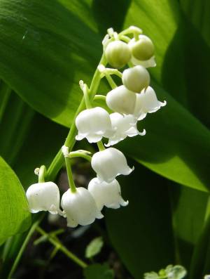 Ландыш майский