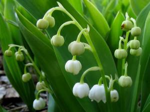 Ландыш майский