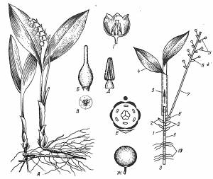 Ландыш майский лилейные