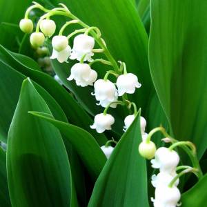 Ландыш Обыкновенный