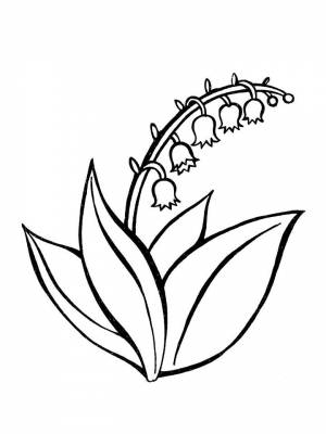 Раскраска цветок Ландыш картинка на листе  для детей