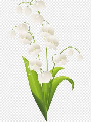 Ля Ландыш Рисунок, Ландыш, png
