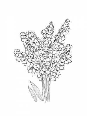 Раскраска цветок Ландыш  для мальчиков