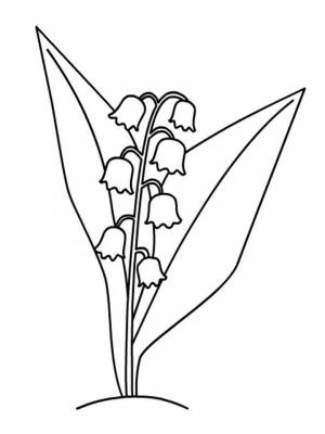 Картинка цветок Ландыш