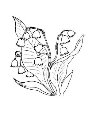 Раскраска цветок Ландыш