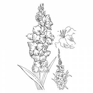 Раскраска Гладиолус