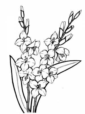 Раскраска цветок Гладиолус для мальчиков