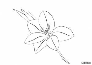 Раскраска Прекрасный гладиолус