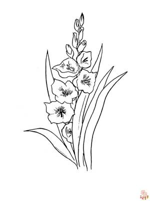 Раскраски гладиолусы  для детей