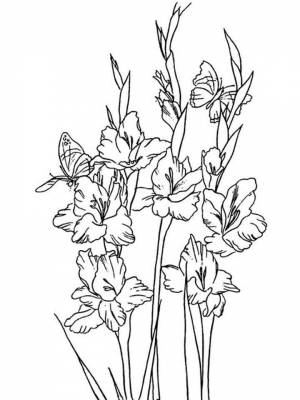 Раскраска цветок Гладиолус  в формате  для мальчиков