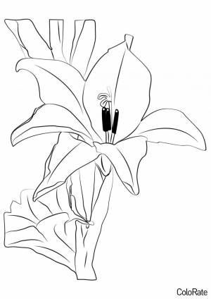Раскраска Распустившийся гладиолус
