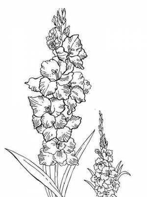 Раскраска цветок Гладиолус   в формате