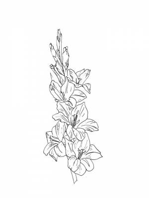 Раскраска цветок Гладиолус   в формате