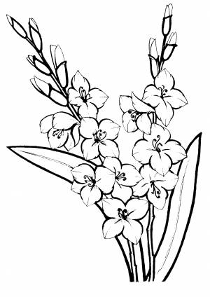 Гладиолусы красивые