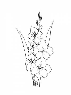 Картинка цветок Гладиолус  раскраску