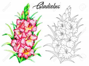 Рисунок букет гладиолусов