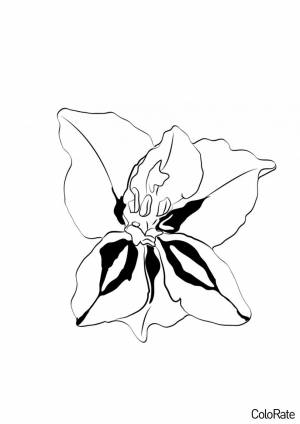 Раскраска Цветок Гладиолуса
