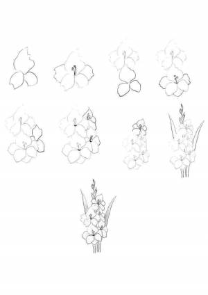 Красивые цветы гладиолусы