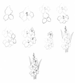 Раскраски гладиолус, poisk